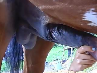 Horse cock closeup video