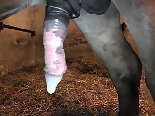 White woman fucked by horse penis in condom